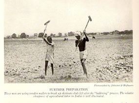 Harvesting the jute plant